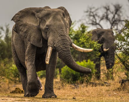 Jumbo in Oogophuizen: wat uitbreiding of verhuizing betekent